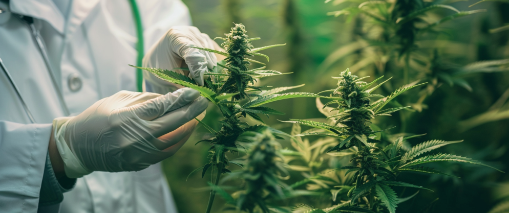 How Long Till Delta 8 Leaves Your System (Plus Detox Tips) 7 How Long Till Delta 8 Leaves Your System