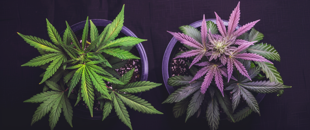 What'S The Difference Between Thc And Thcv? 5 What'S The Difference Between Thc And Thcv